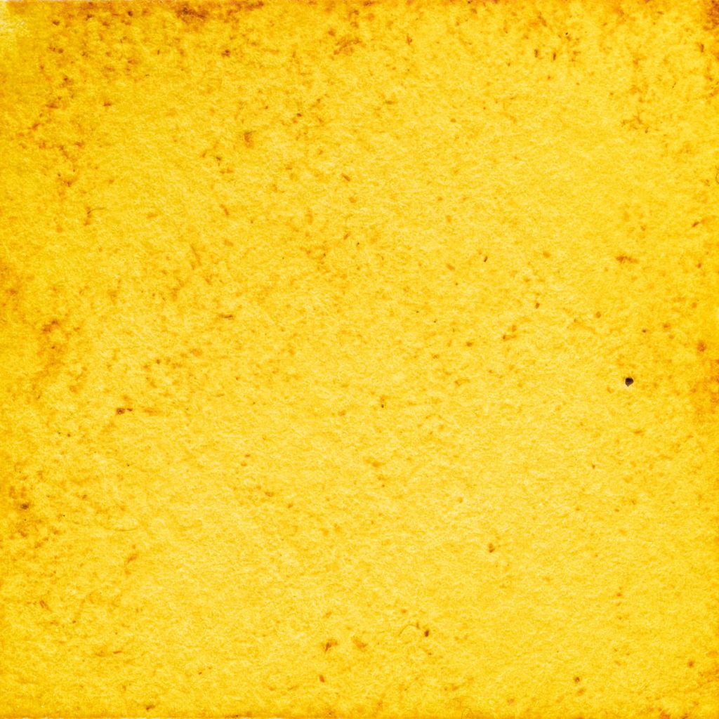 6　黄金ケイギク