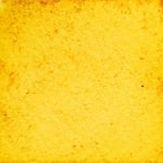 6　黄金ケイギク