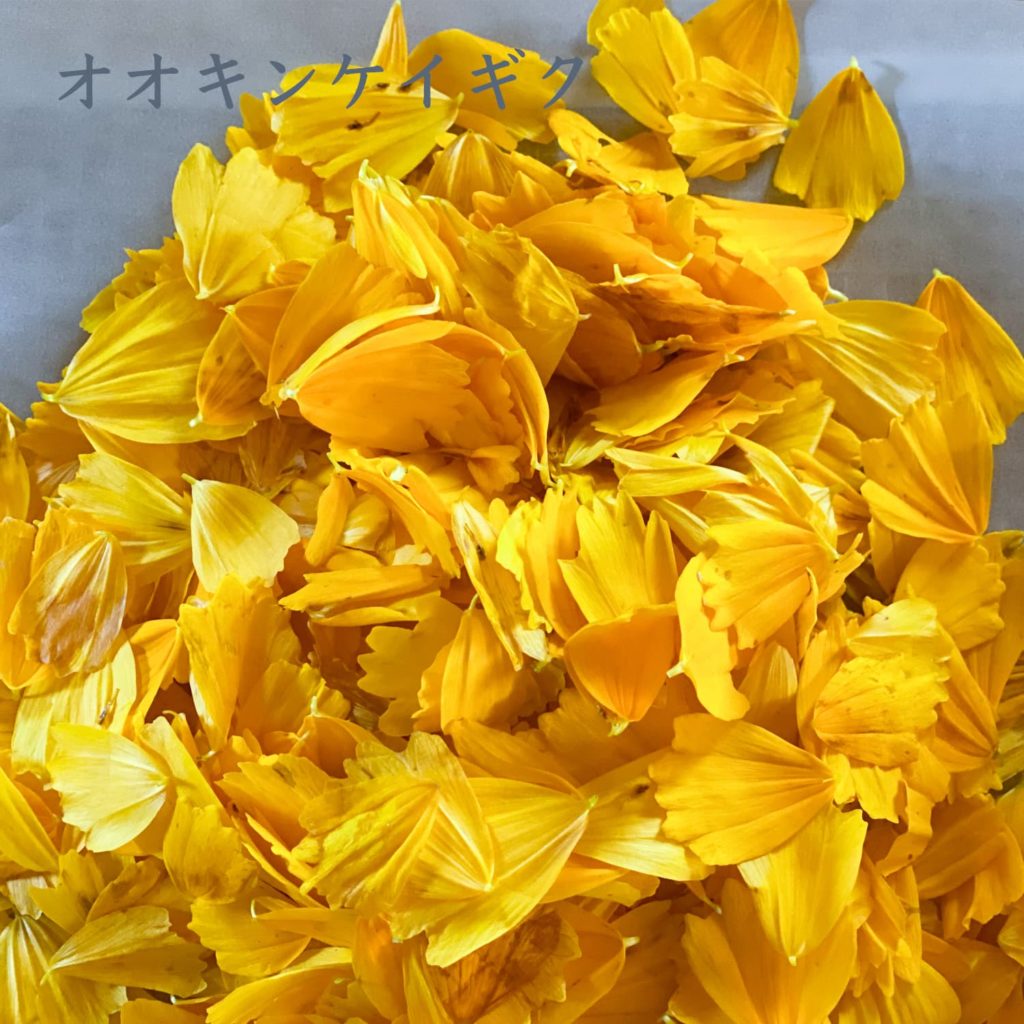 オオキンケイギク