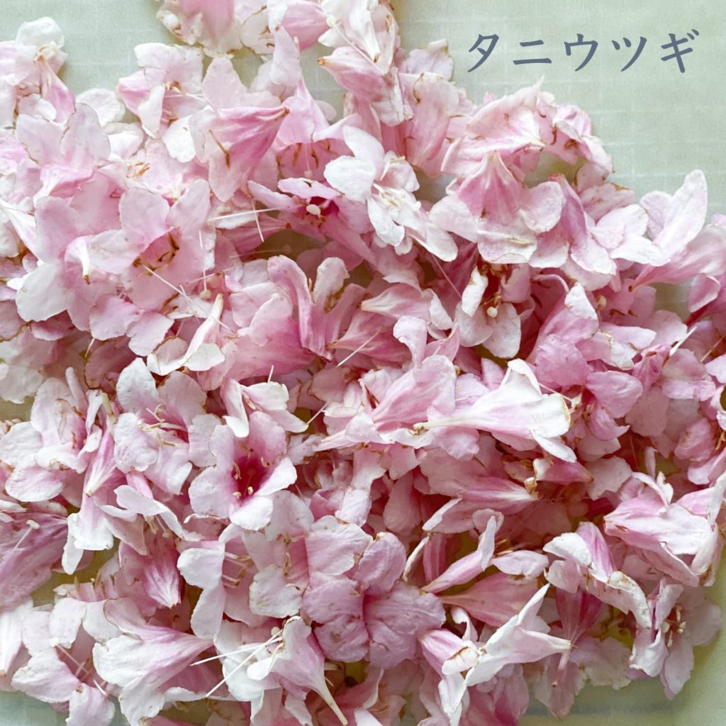 タニウツギ