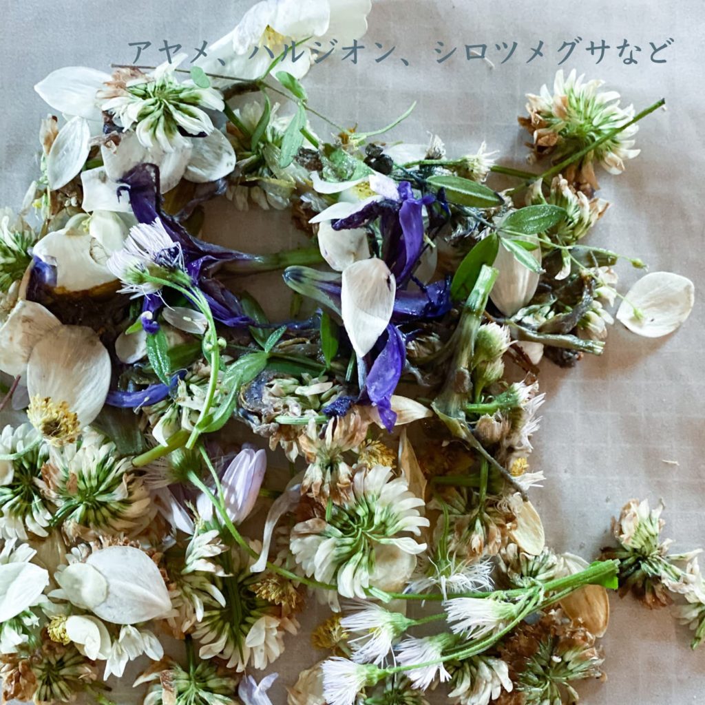 アヤメ、ハルジオン、シロツメグサなど