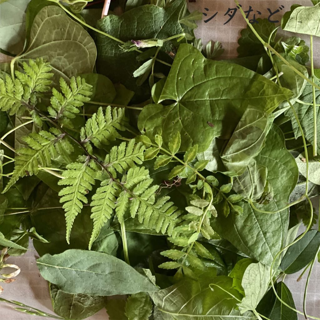 シダなど