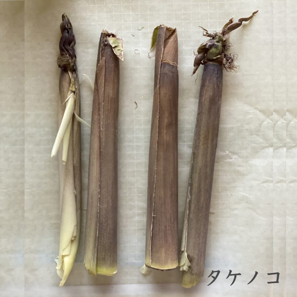 タケノコ
