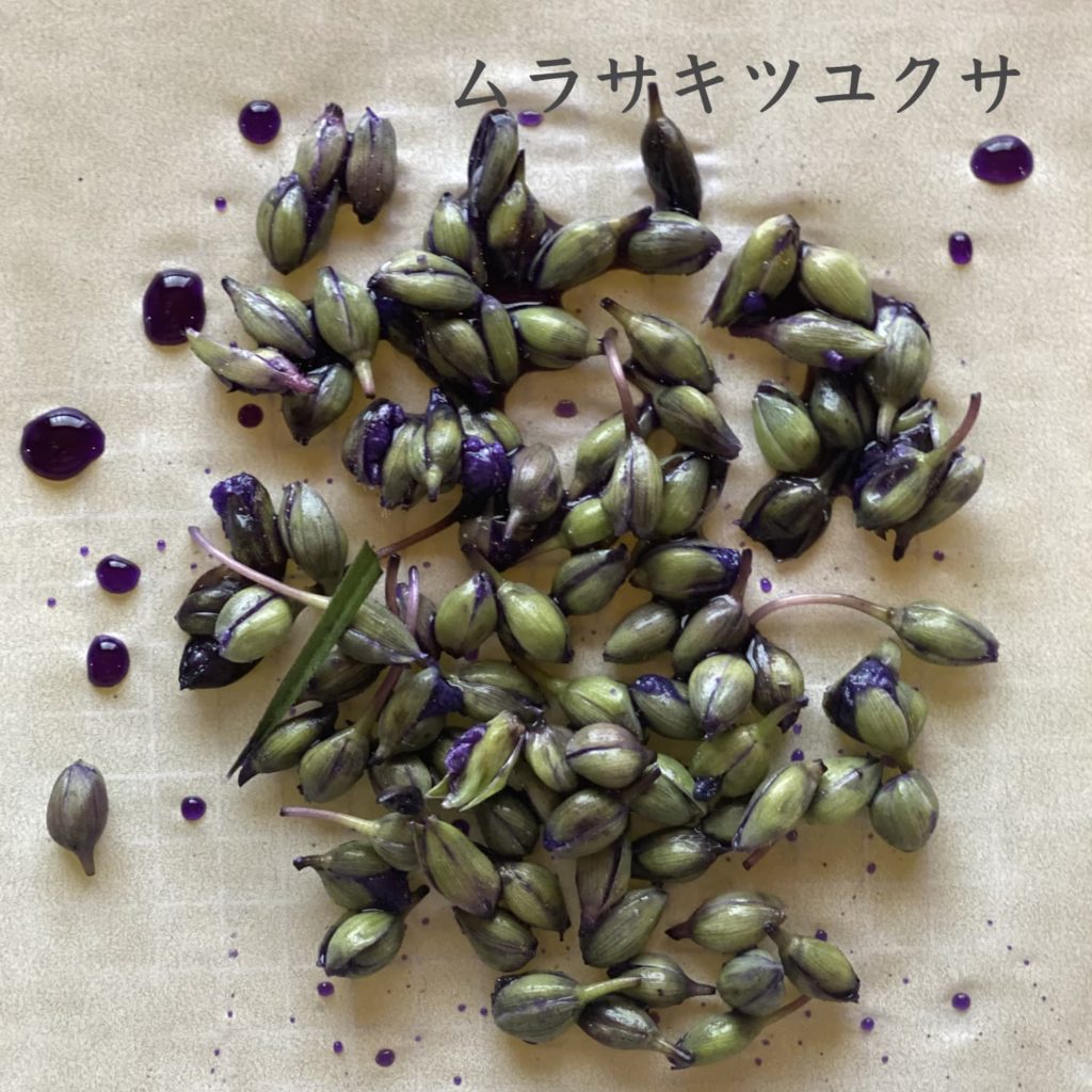 ムラサキツユクサ