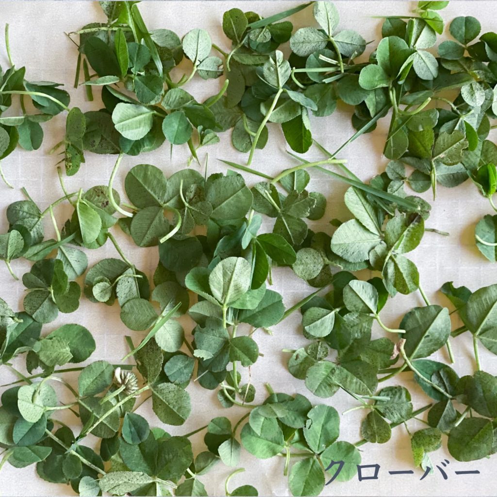 クローバー