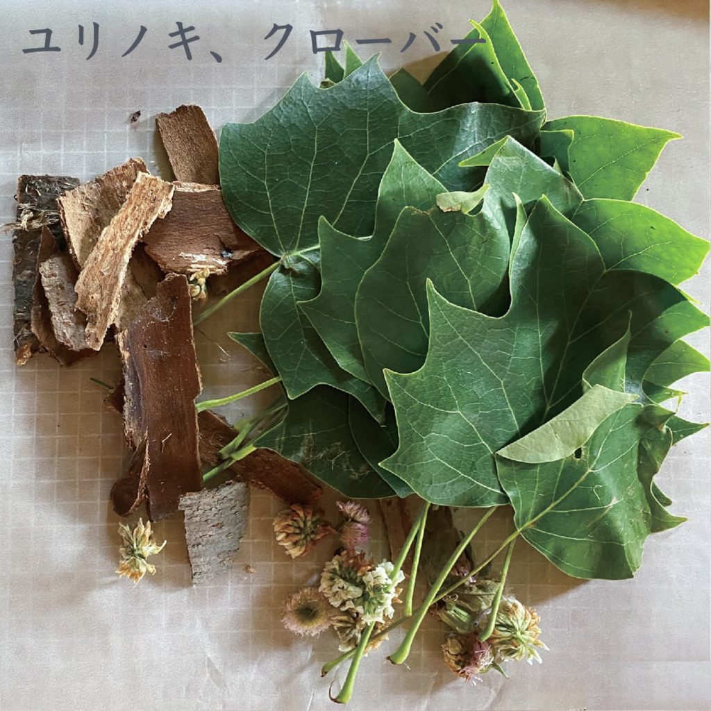 ユリノキ、クローバー