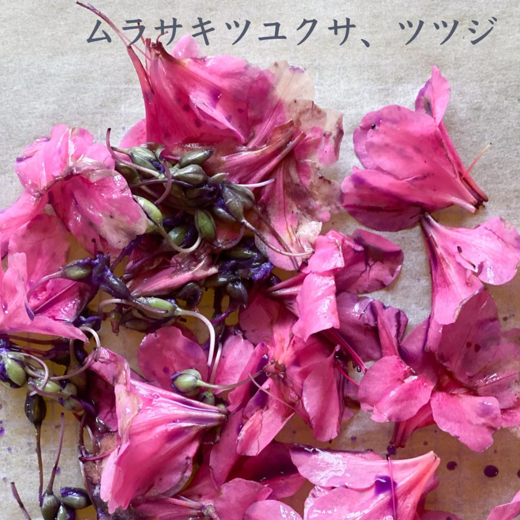 ムラサキツユクサ、ツツジ