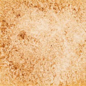 26　ウォンブラウン