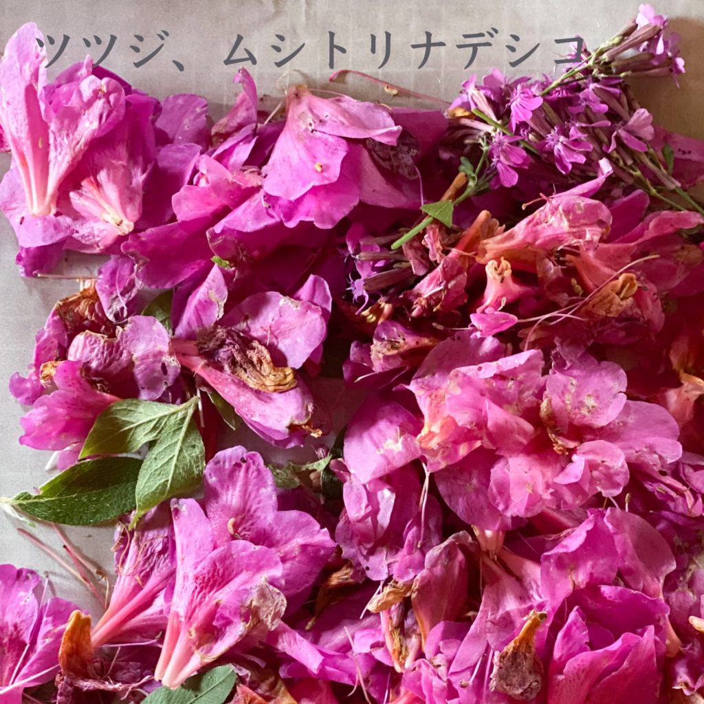 ツツジ、ムシトリナデシコ