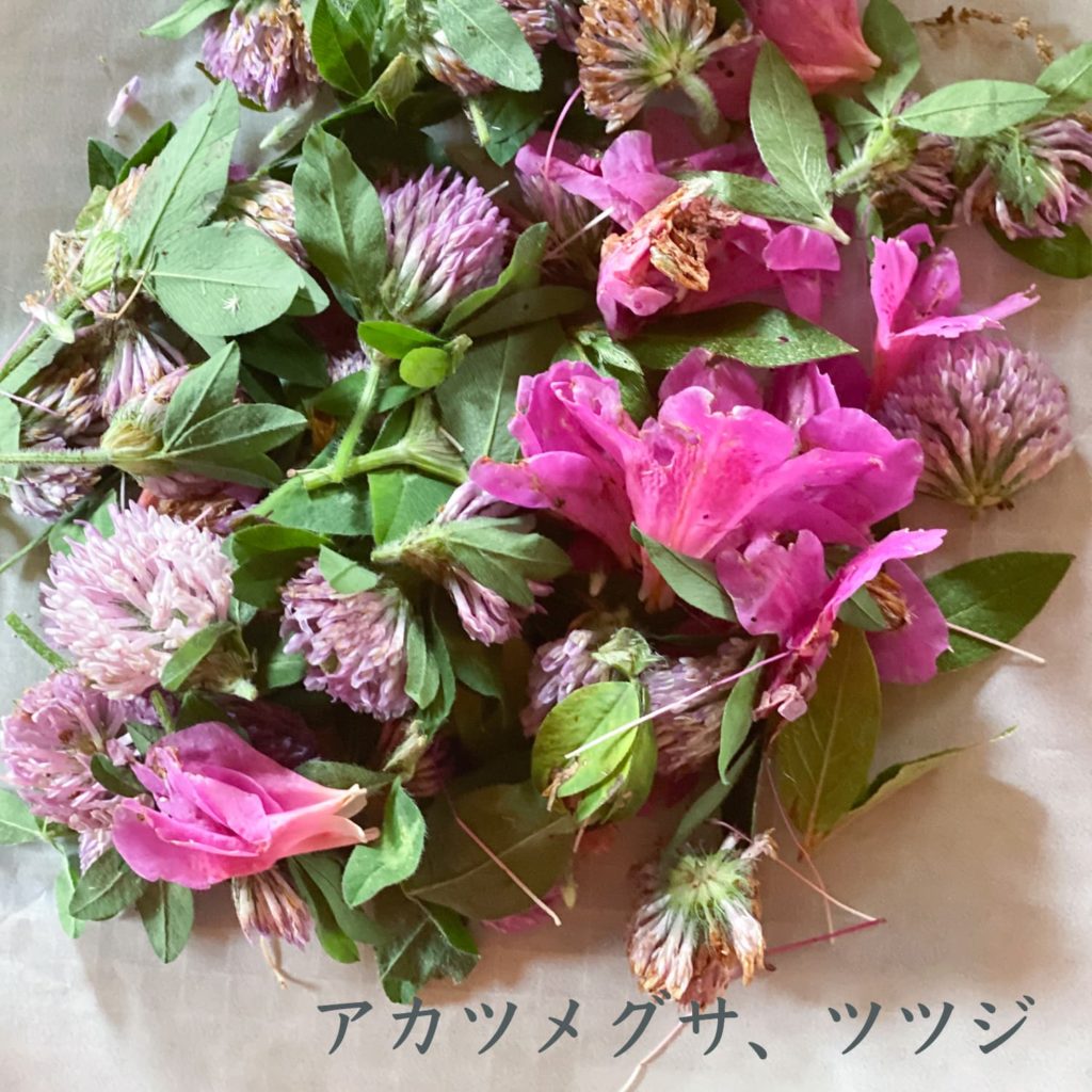 アカメグサ、ツツジ