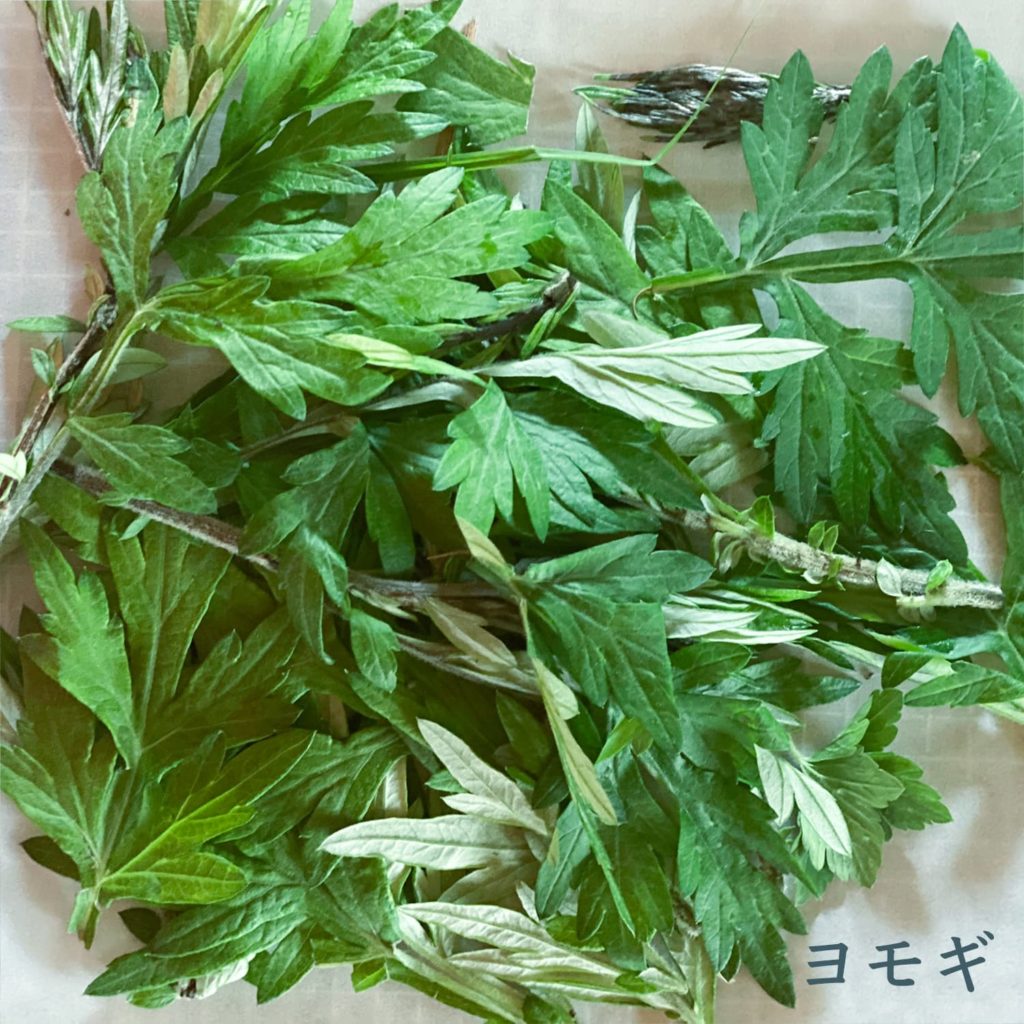 ハヨモギ