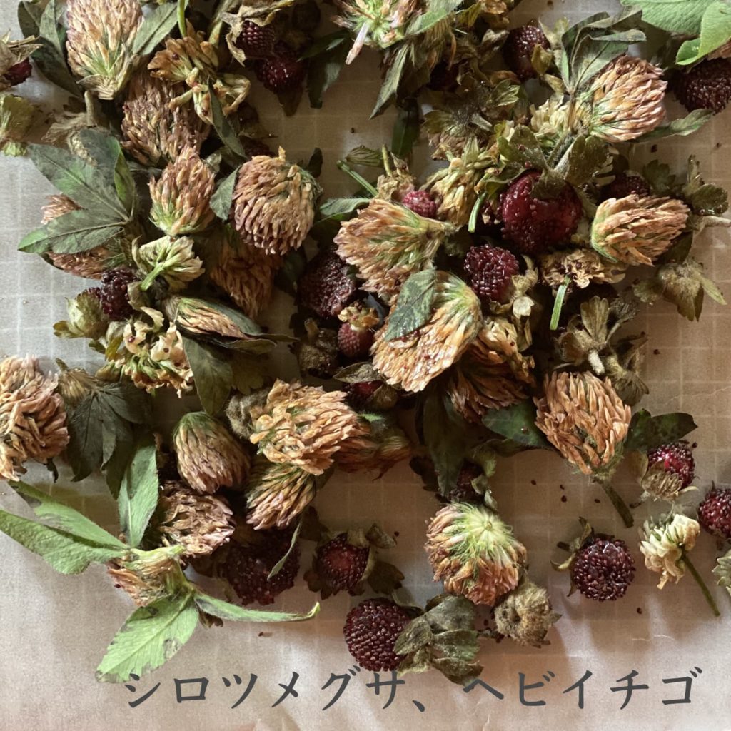 シロツメグサ、ヘビイチゴ