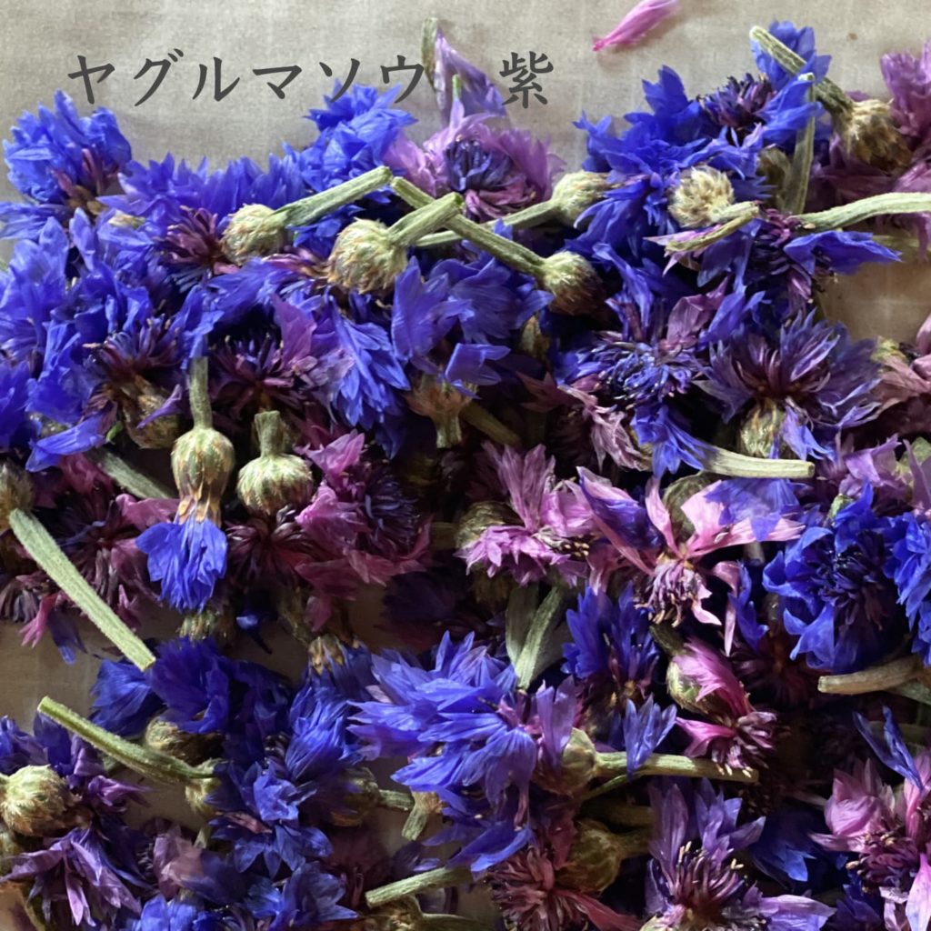 ヤグルマソウ　紫