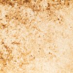 37　セージちゃ