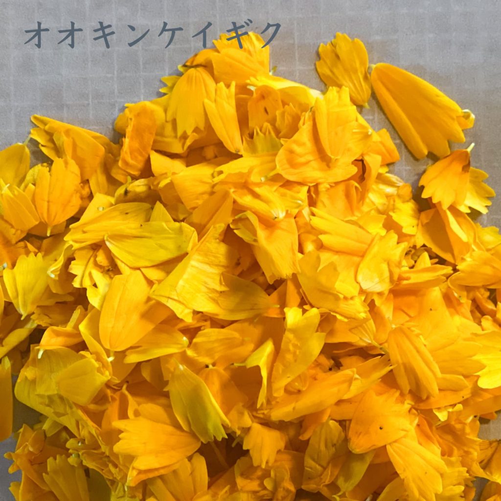 オオキンケイギク