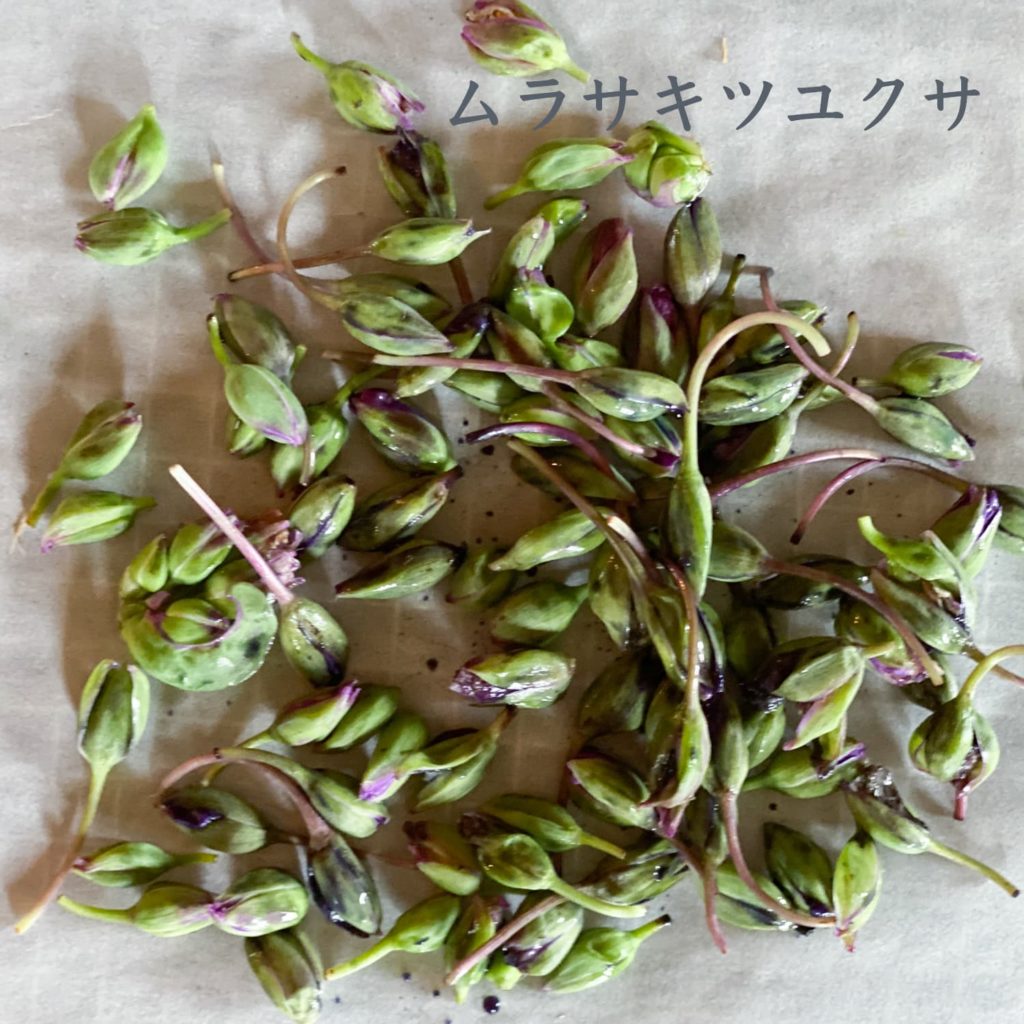 ムラサキツユクサ