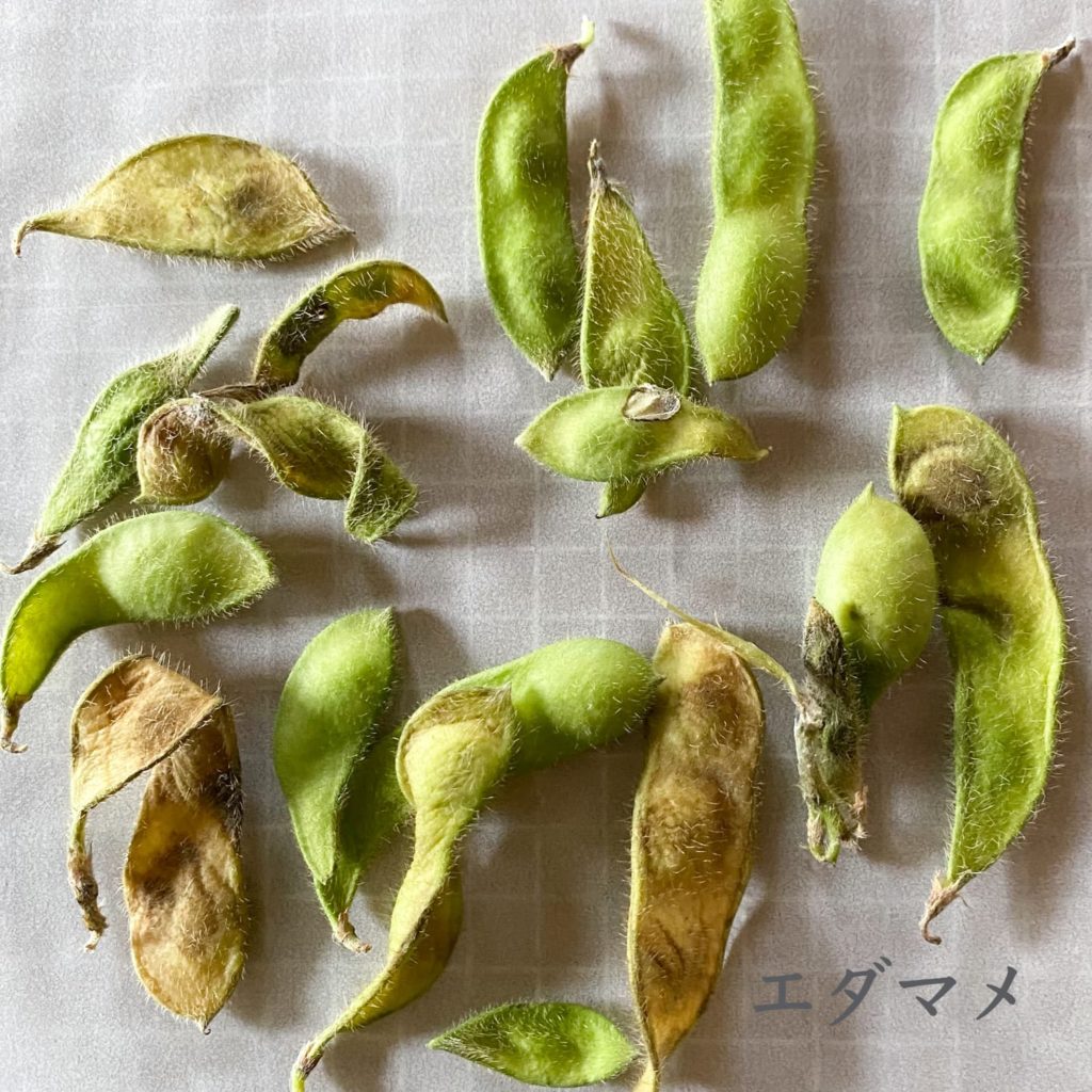 エダマメ