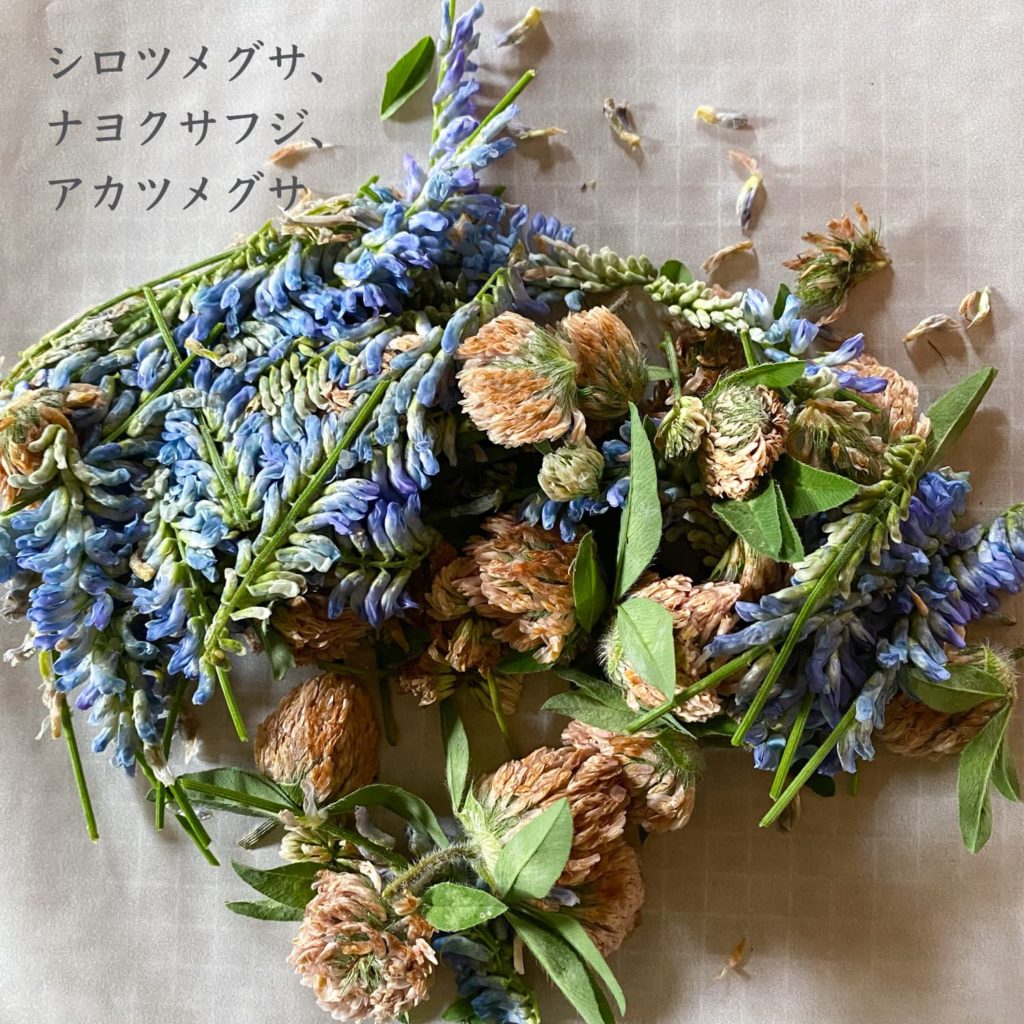 シロツメグサ、ナヨクサフジ、アカツメグサ