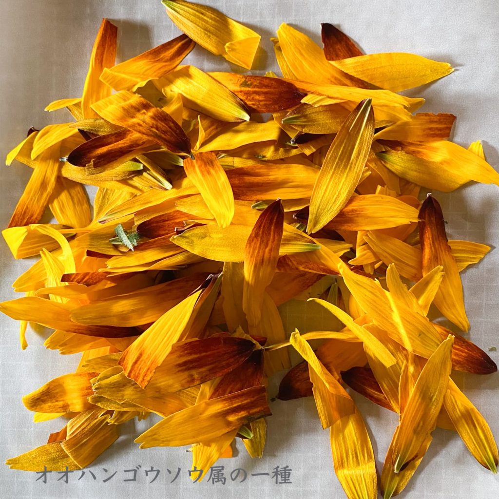 オオハンゴウソウ属の一種