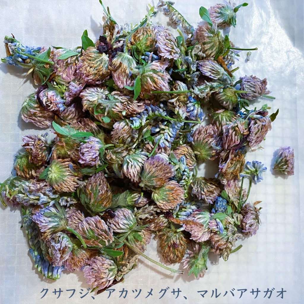 クサフジ、アカツメグサ、マルバアサガオ