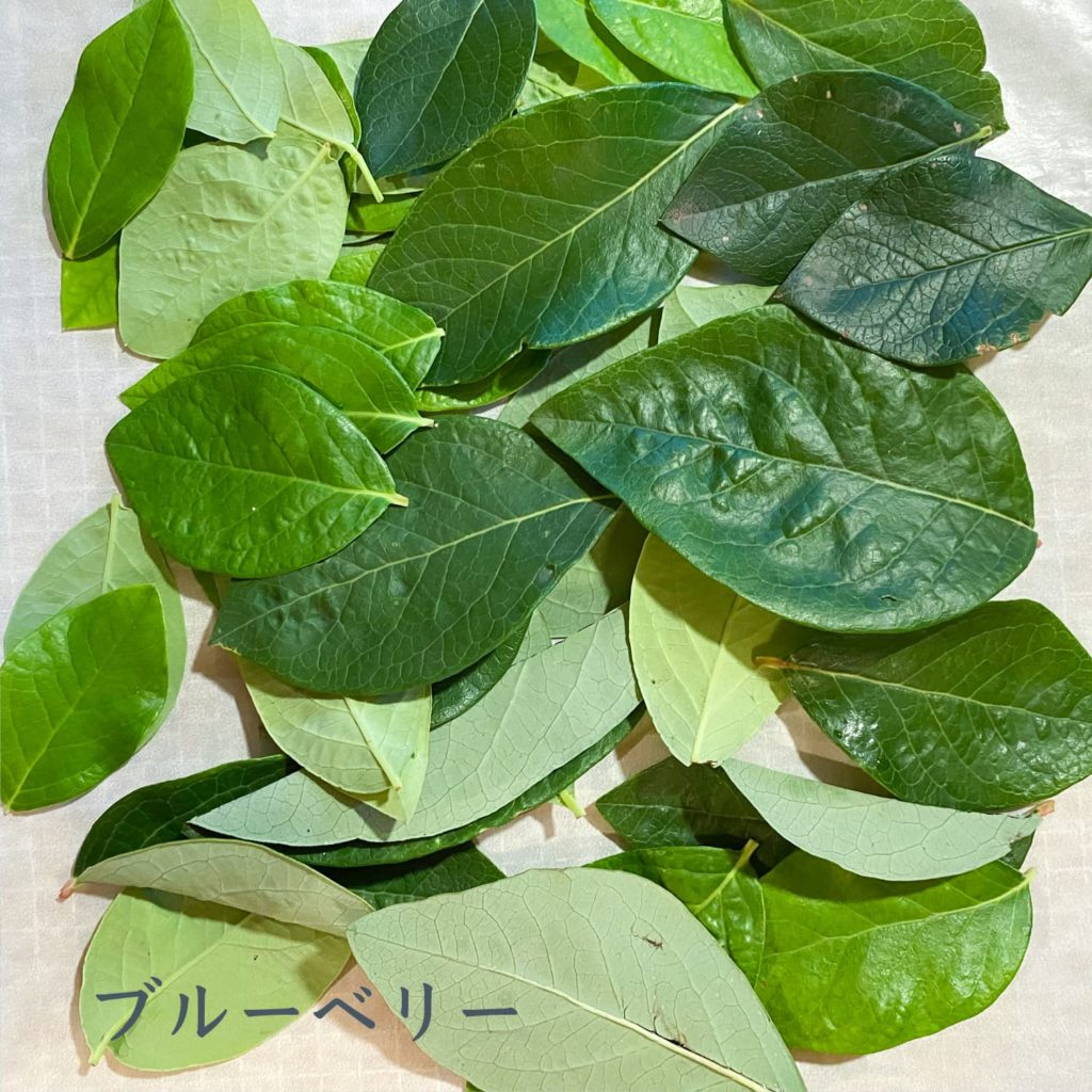 ブルーベリー
