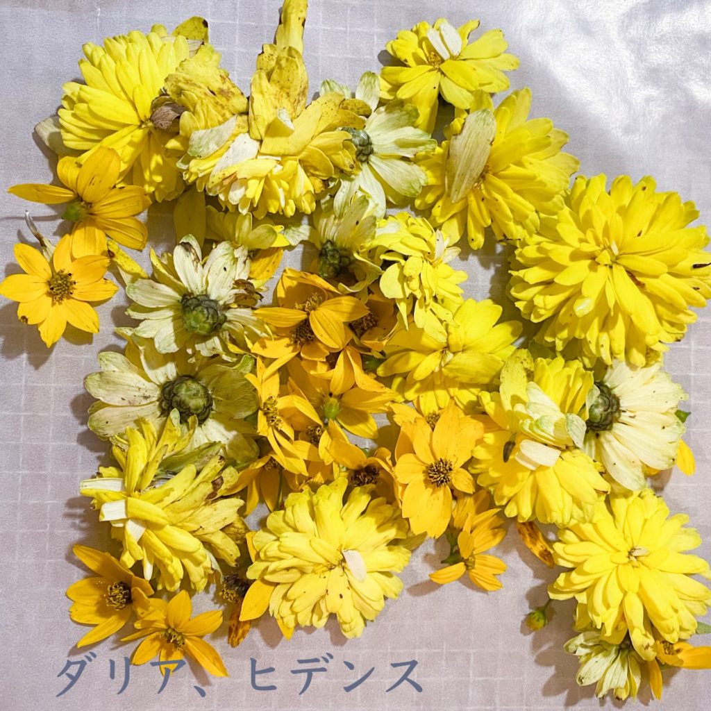 ダリア、ヒデンス