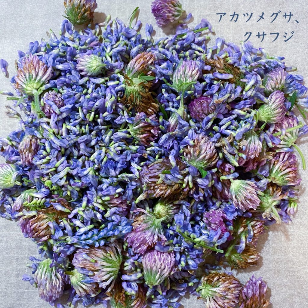 アカツメグサ、クサフジ