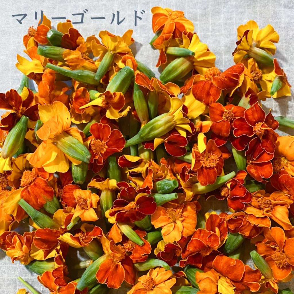 マリーゴールド