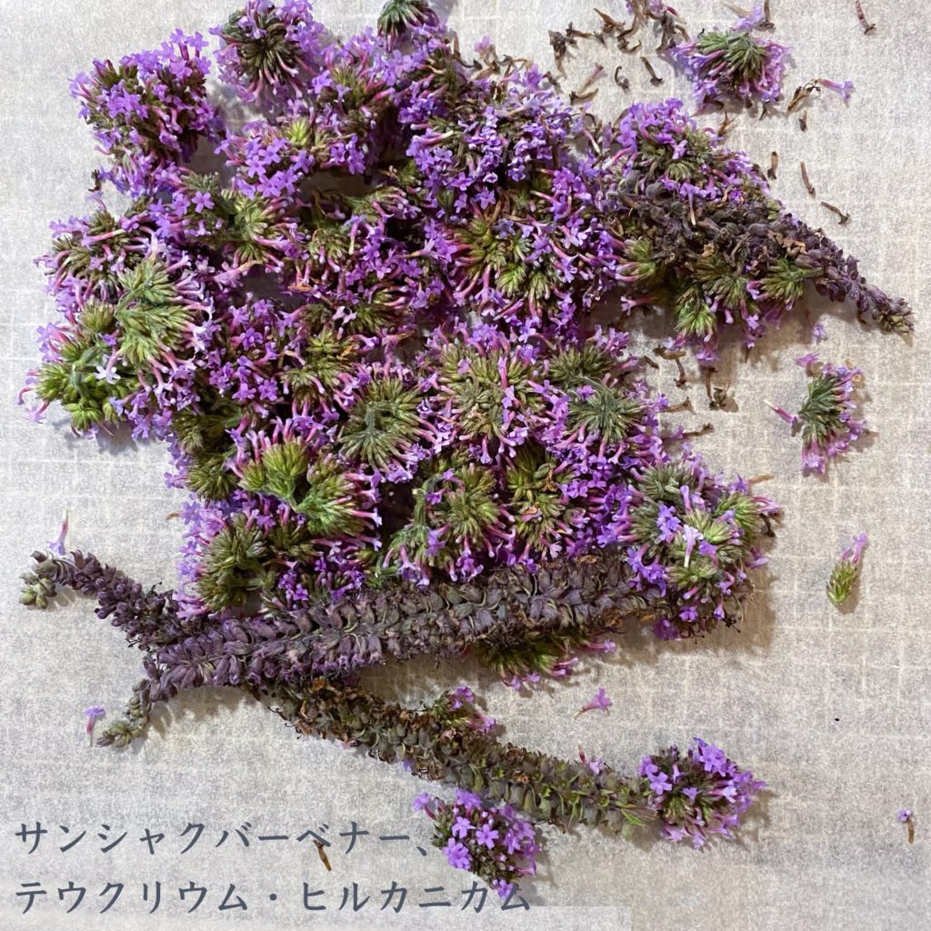 サンシャクバーベナ、テウクリウム・ヒルカニガム