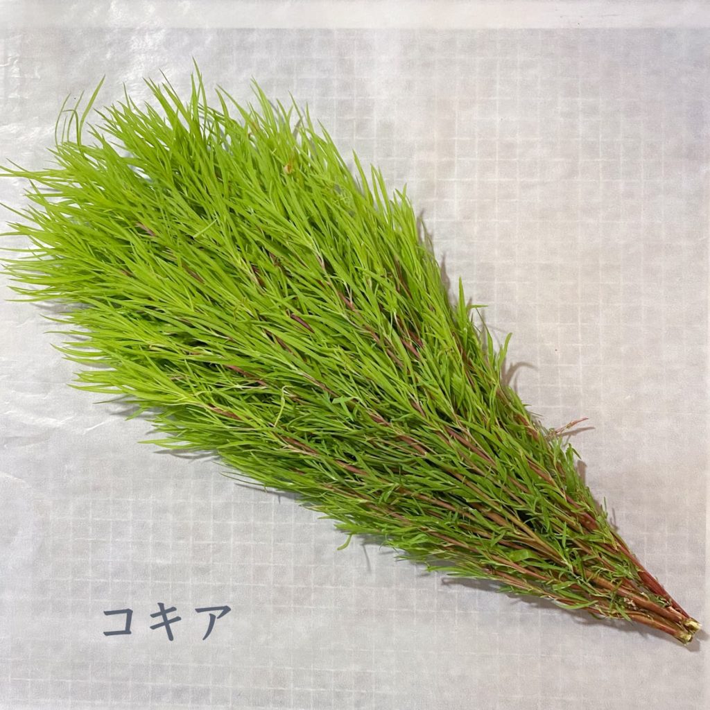 コキア