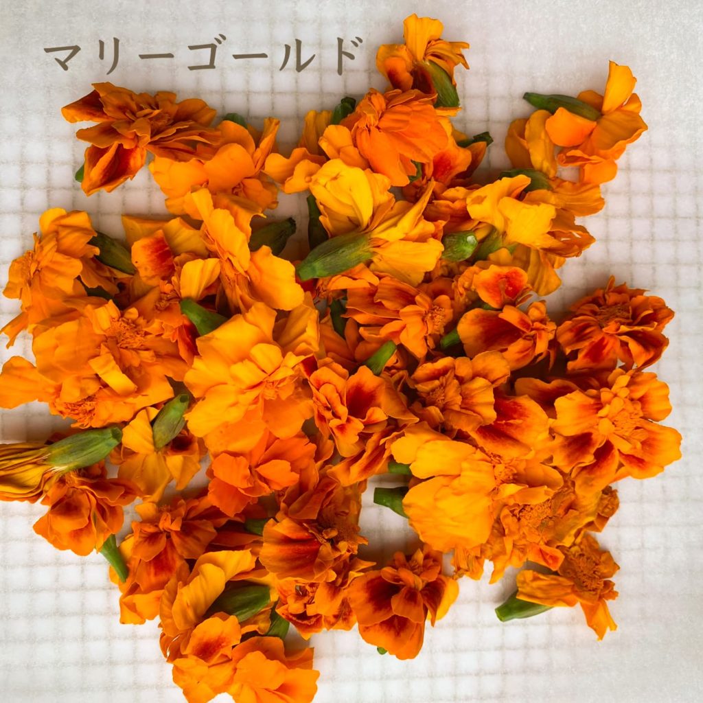 マリーゴールド