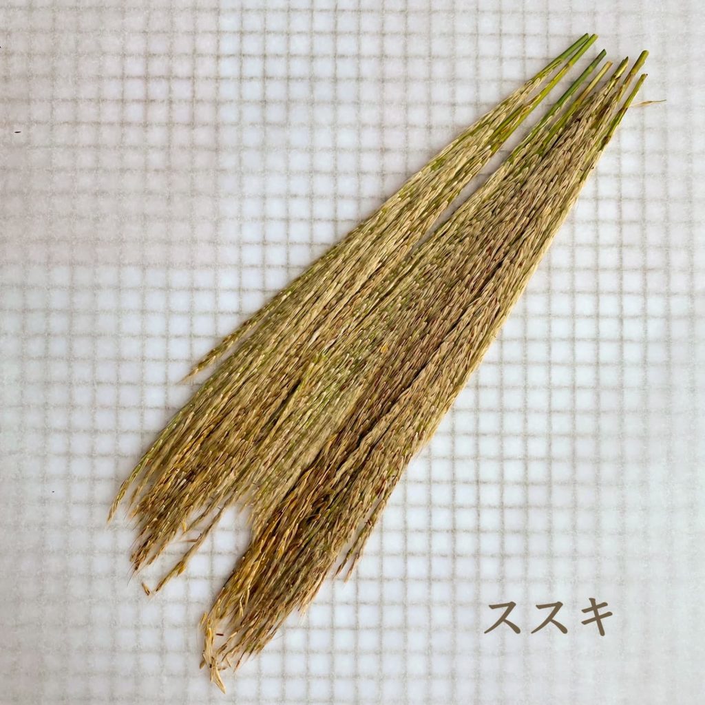 ススキ