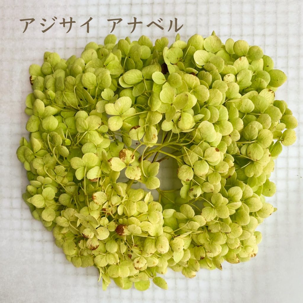 アジサイ　アナベル