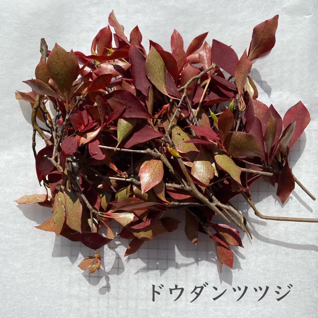 ドウダンツツジ