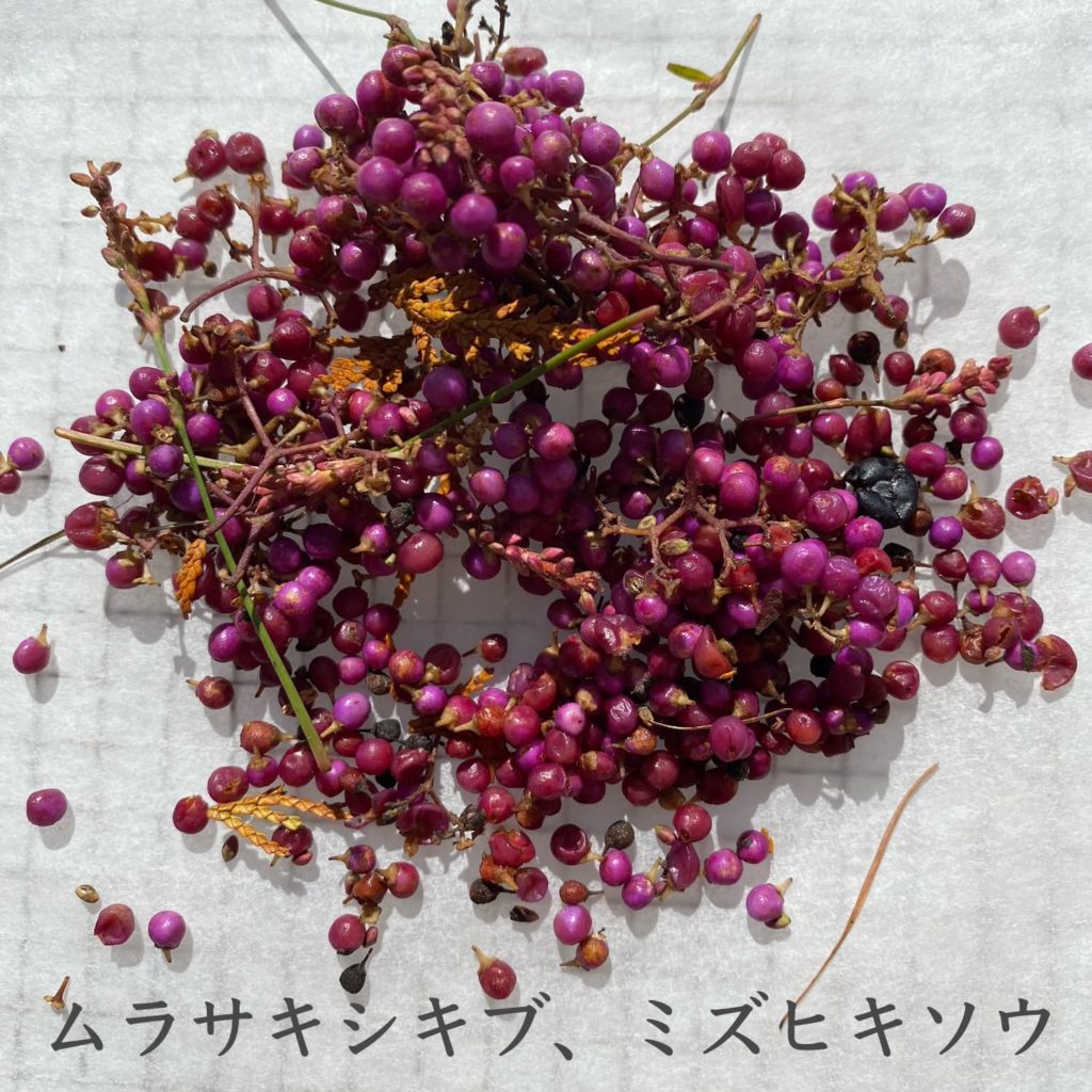 ムラサキシキブ、ミズヒキソウ