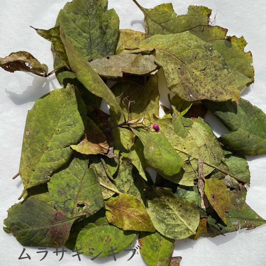 ムラサキシキブ