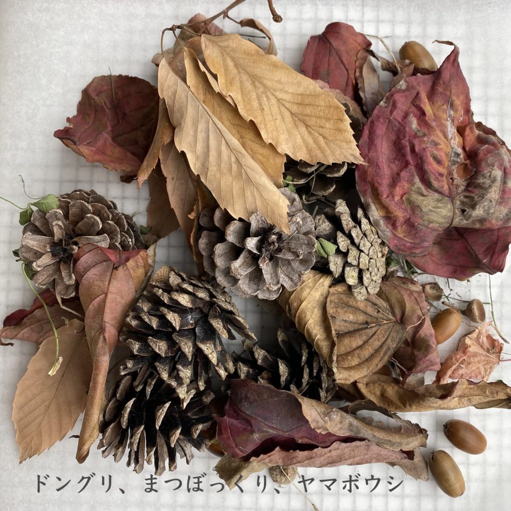 ドングリ、まつぼっくり、ヤマボウシ