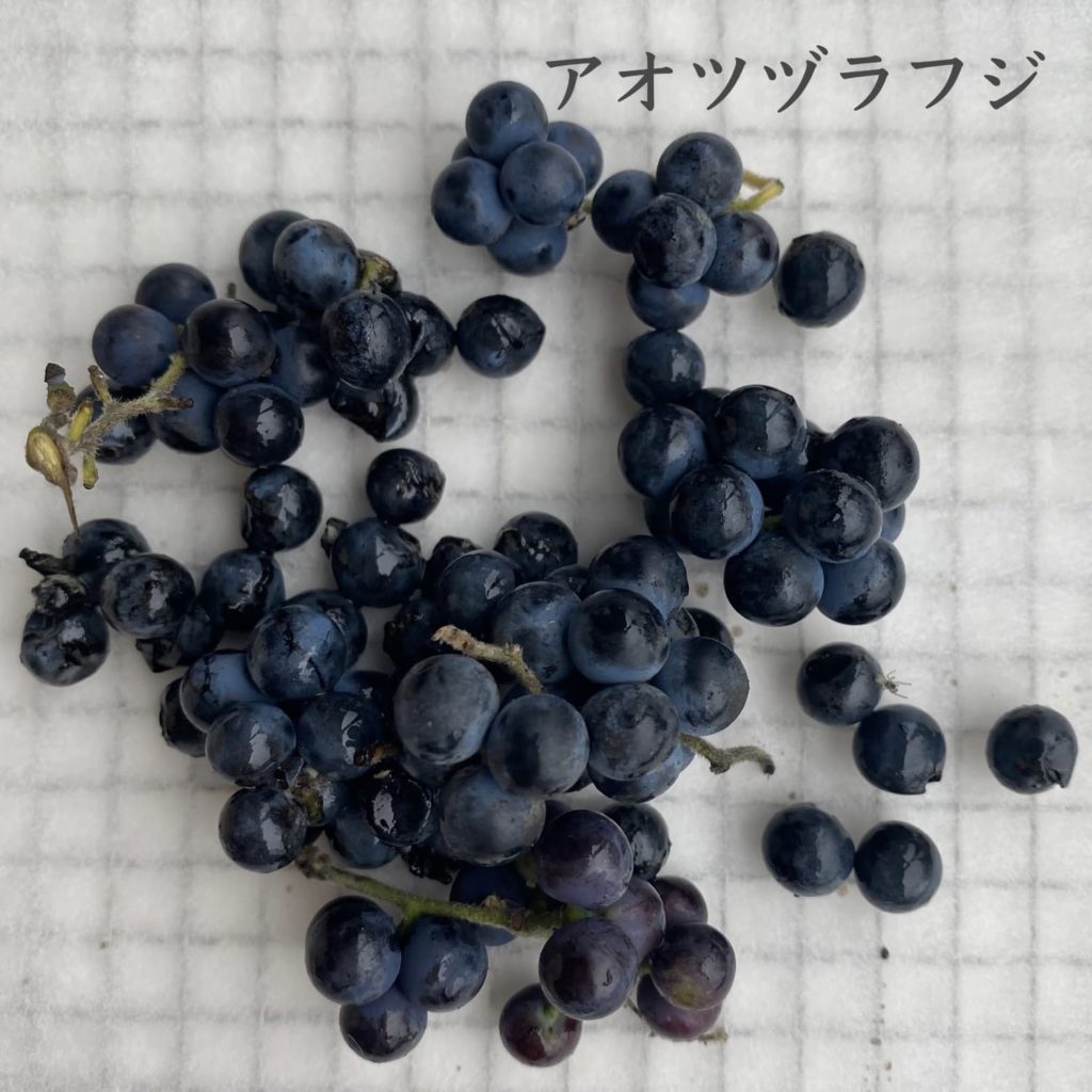 アオツヅラフジ