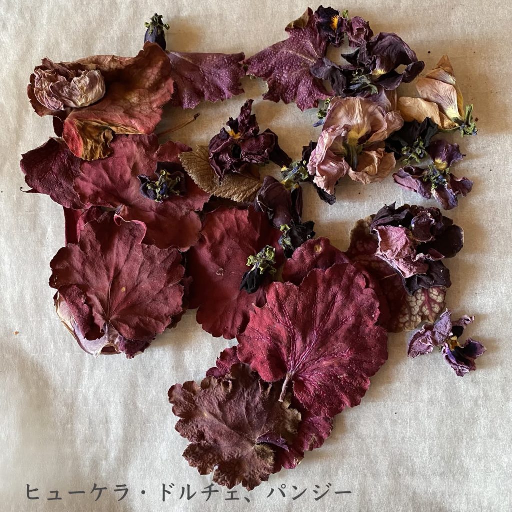 ヒューケラ・ドルチェ、パンジー