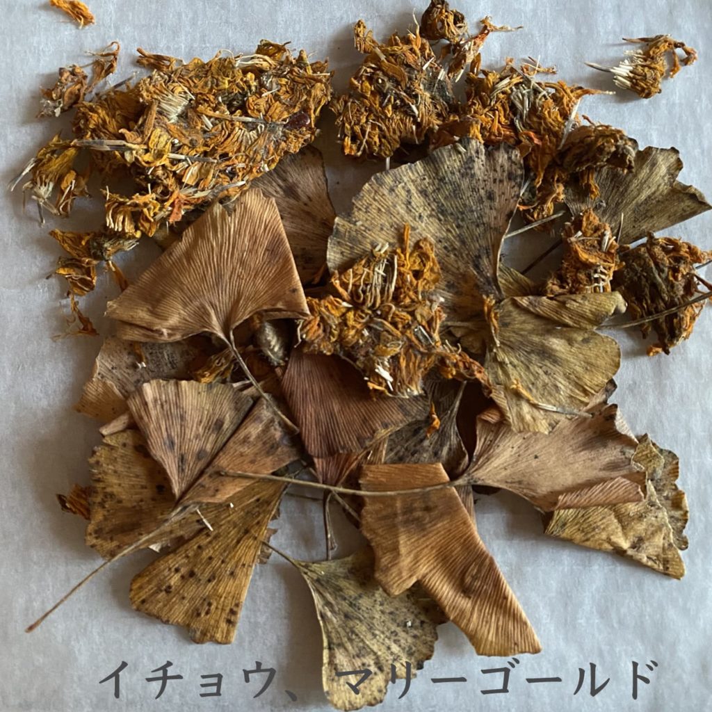 イチョウ、マリーゴールド