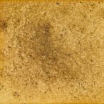 128　黒ヒメジオン