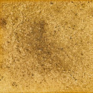 128　黒ヒメジオン